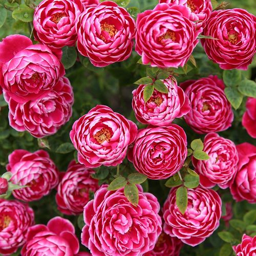 日本玛丽 月季花苗 盆栽阳台庭院包子型 大花灌木玫瑰勤花卉植物