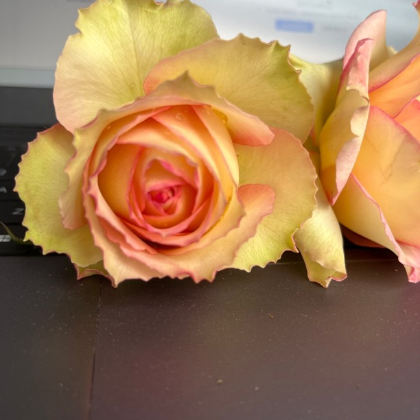 新品 吉莱塔 月季花苗 复色大花月季丰花灌木茶香玫瑰欧月盆栽,鲜花速递/花卉仿真/绿植园艺,月季/蔷薇/玫瑰,淘宝优惠券,粉丝福利购,淘宝优惠卷