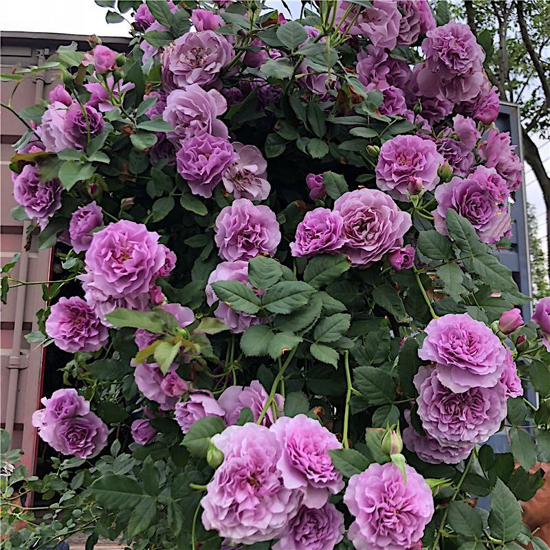 藤本 薰衣草花环 爬藤蔷薇月季花苗灌木多花攀援月季庭院爬墙花卉