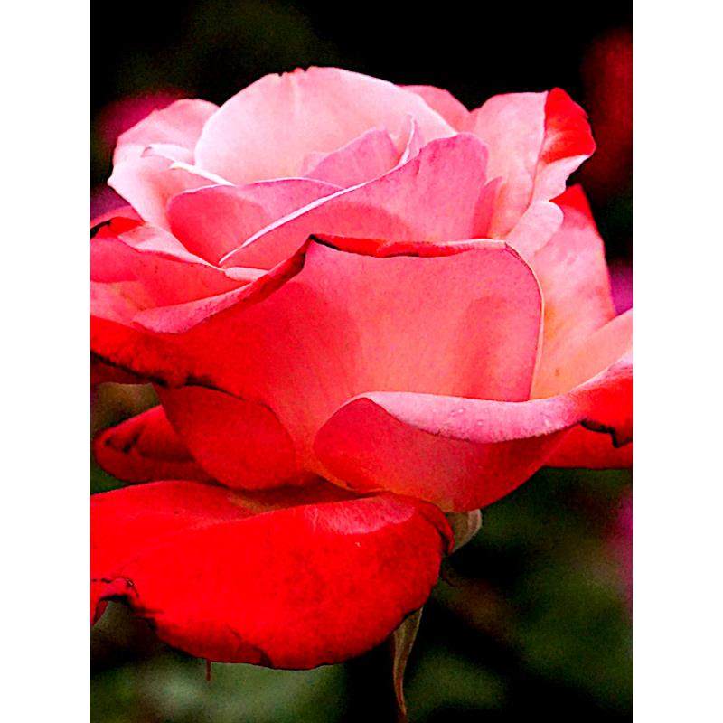 新品 丹顶 月季花苗 大花灌木直立切花月季 庭院阳台盆栽,鲜花速递/花卉仿真/绿植园艺,月季/蔷薇/玫瑰,淘宝优惠券,粉丝福利购,淘宝优惠卷