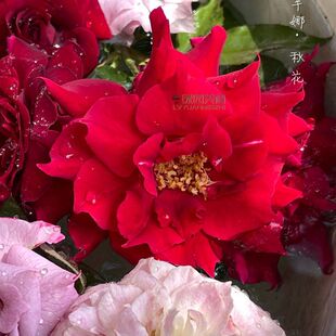 新品 阿尔辛娜 月季花苗 大花灌木切花月季 庭院阳台盆栽