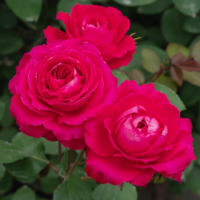 新品 红石榴 月季花苗 大花红色灌木多头勤花低维护月季 室外栽种