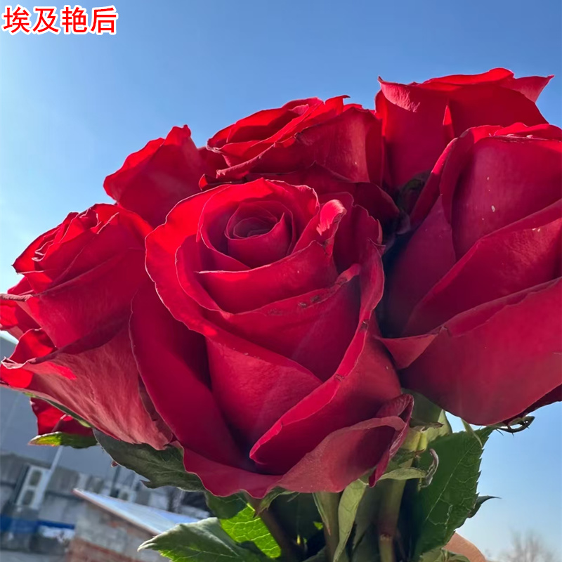 埃及艳后（红） 月季花苗灌木大花高杯直立庭院阳台盆栽切花玫瑰