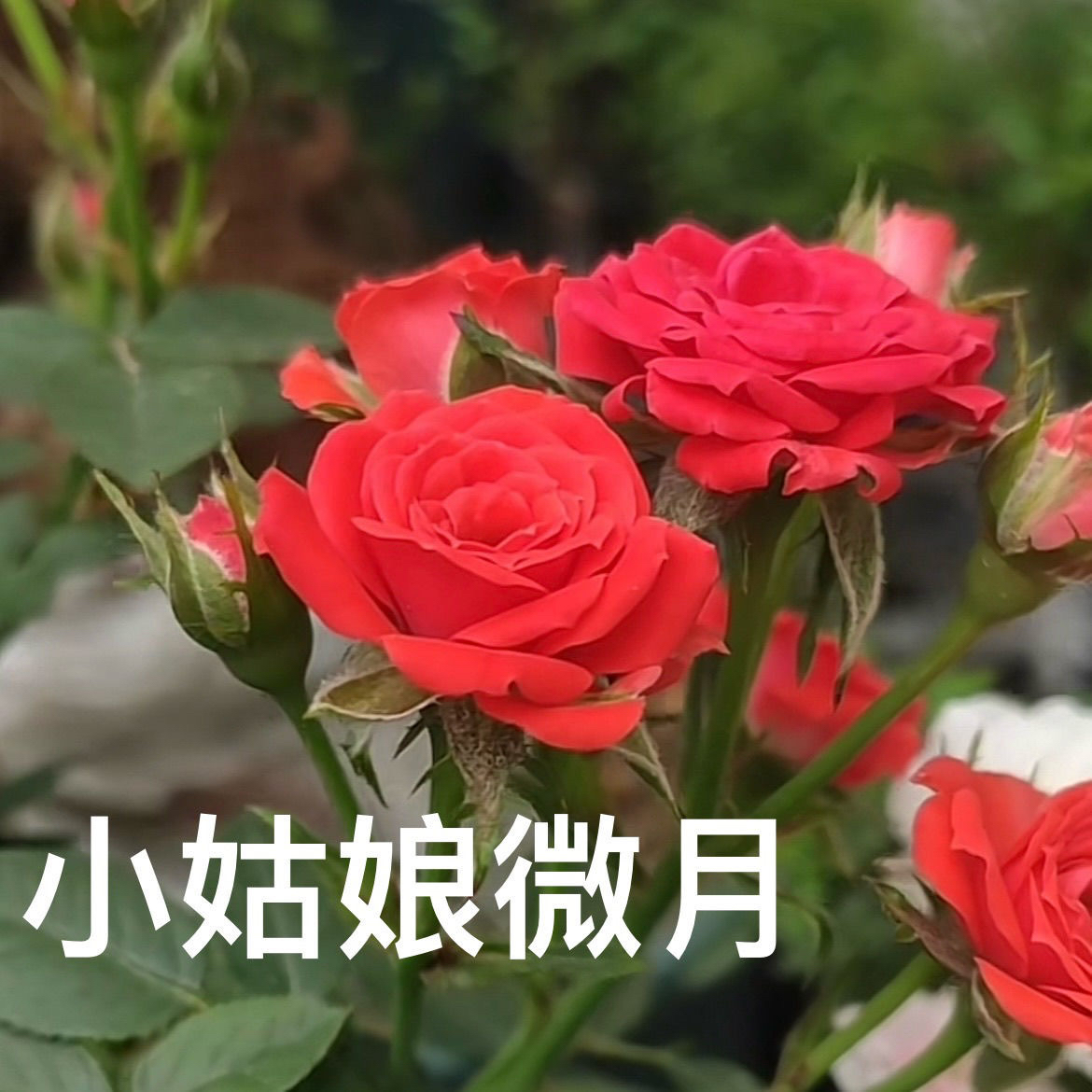 新品【小姑娘】月季花苗 迷你微型月季勤花 盆栽花卉阳台庭院