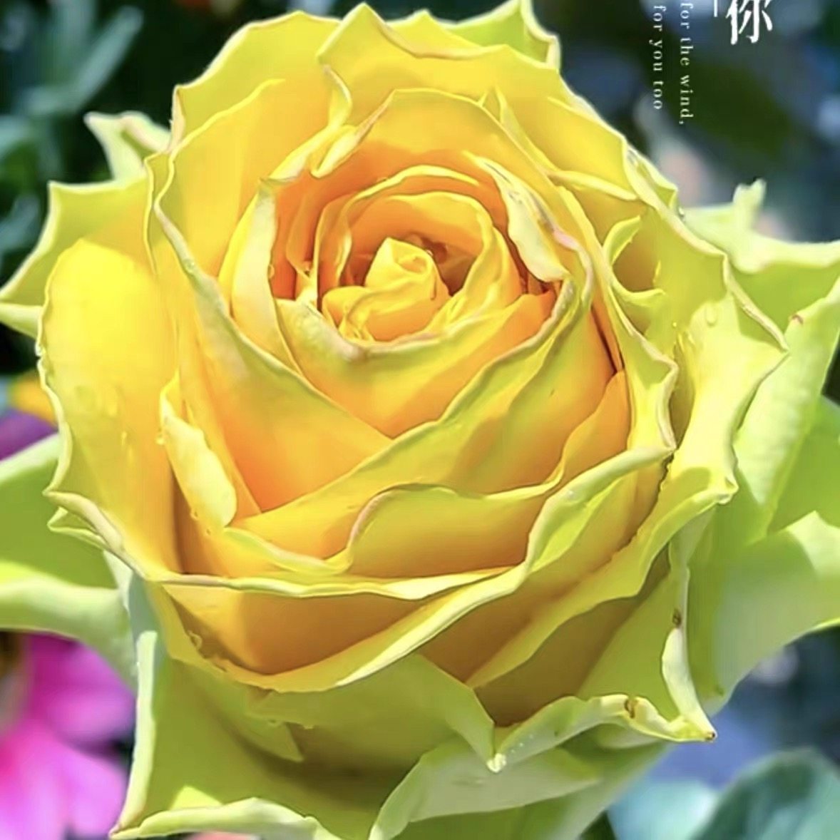 彩虹蜜桃月季 科德斯 灌木大花 黄绿色 切花玫瑰 直立 勤花 多季,鲜花速递/花卉仿真/绿植园艺,月季/蔷薇/玫瑰,淘宝优惠券,粉丝福利购,淘宝优惠卷