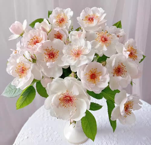 杰奎琳杜普蕾月季 灌木浓香丰花抗病多季节开花