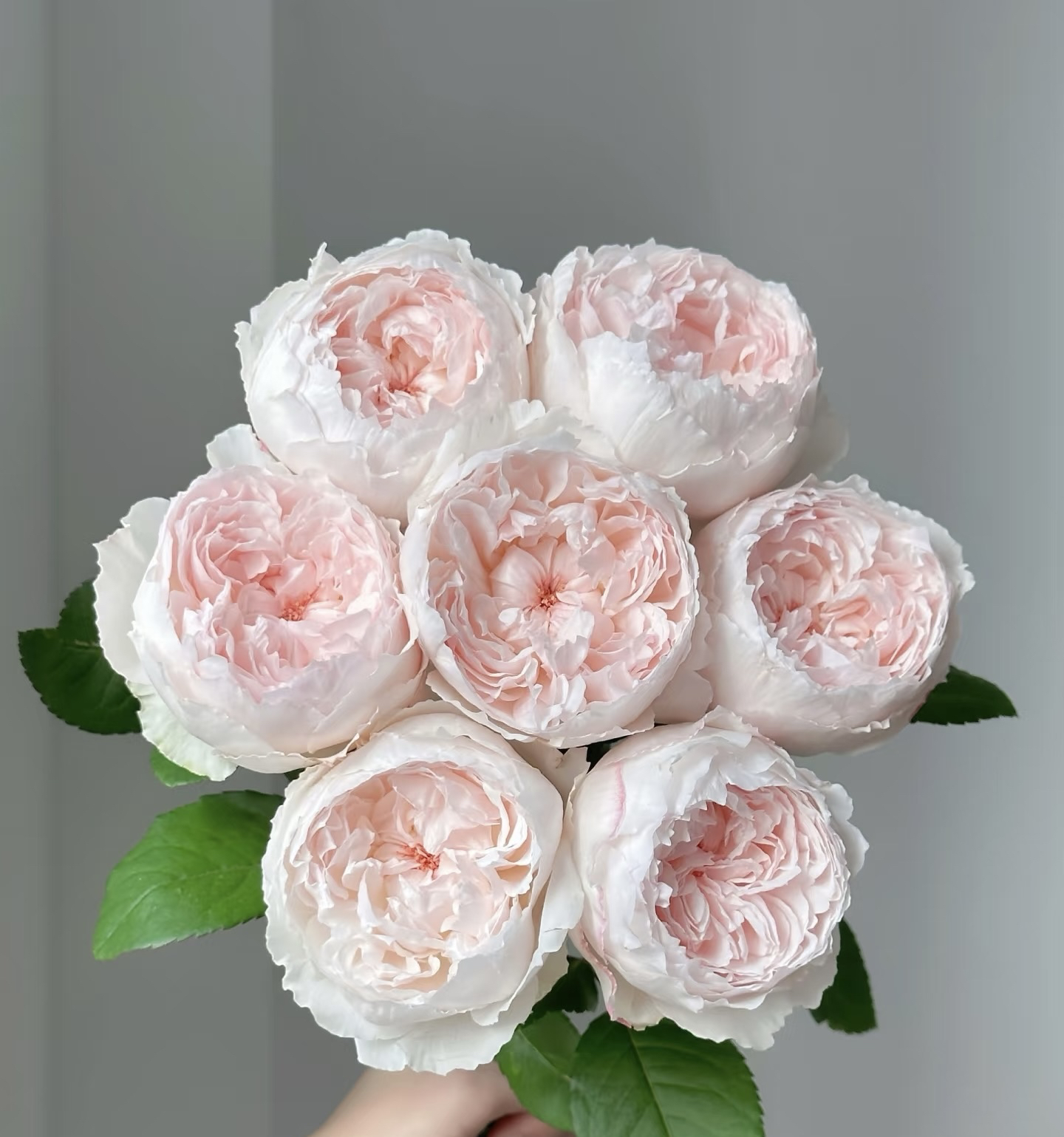 新品 可爱瓷/可可杯 月季花苗包子型庭院阳台盆栽室外多季开花