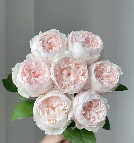 新品 可爱瓷/可可杯 月季花苗包子型庭院阳台盆栽室外多季开花