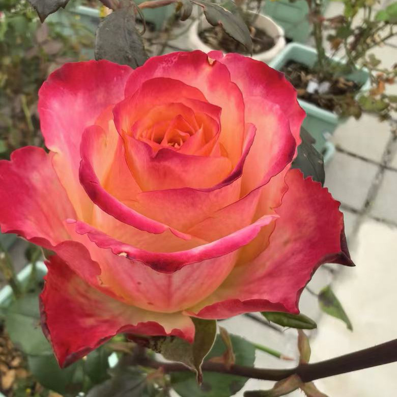 新品切花【梦幻】月季花苗多季庭院阳台栽植直立灌木