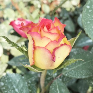 阿班斯 花苗盆栽阳台庭院花卉植物灌木玫瑰耐晒切花 大花月季