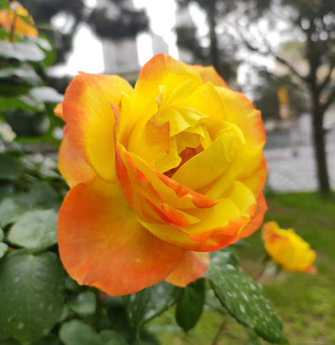 藤本 光谱 月季花苗 花色多变爬藤多头勤花灌木月季 庭院阳台盆栽