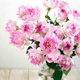 新品 海葵 海的女儿 月季花苗 灌木勤花切花月季玫瑰庭院阳台盆栽