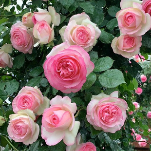 粉龙 粉色龙沙宝石爬藤蔷薇月季花苗大花浓香花卉绿植物阳台庭院