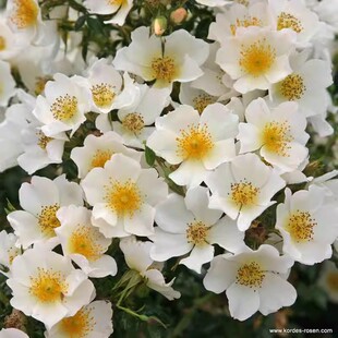 微月 小梨花 月季花苗 科德斯单瓣多头勤花清香 庭院阳台盆栽