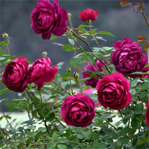 新品 秋日胭脂 日本月季花苗扦插灌木切花浓香阳台庭院玫瑰花卉