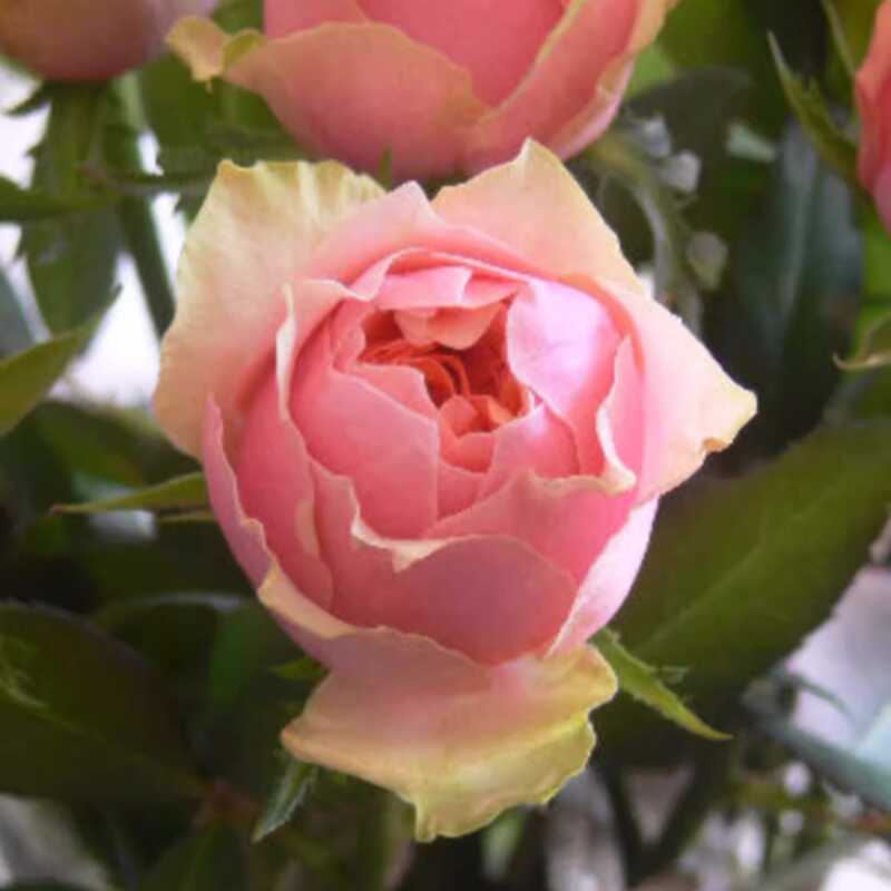 教父\玛利亚纳塔莱 月季花苗 日本包子切花灌木勤花月季 大花