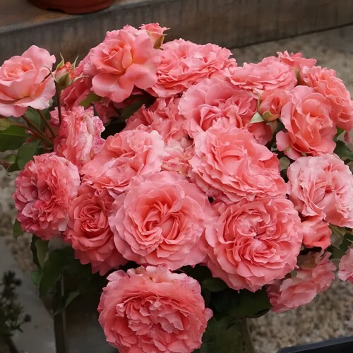 欧月 珊瑚果冻 月季花苗大花浓香灌木勤花月季阳台庭院盆栽花卉