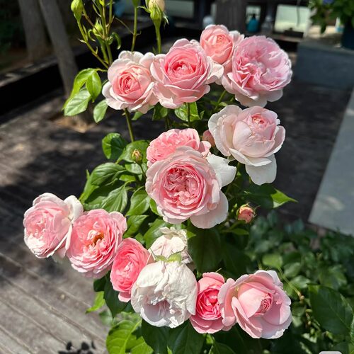 航行/航程/远航 月季花苗 大花灌木勤花浓香月季庭院阳台盆栽花卉