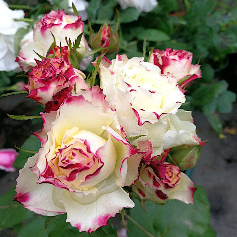 新品 X因素 月季花苗 大花灌木波浪花边勤花多头月季庭院阳台盆栽
