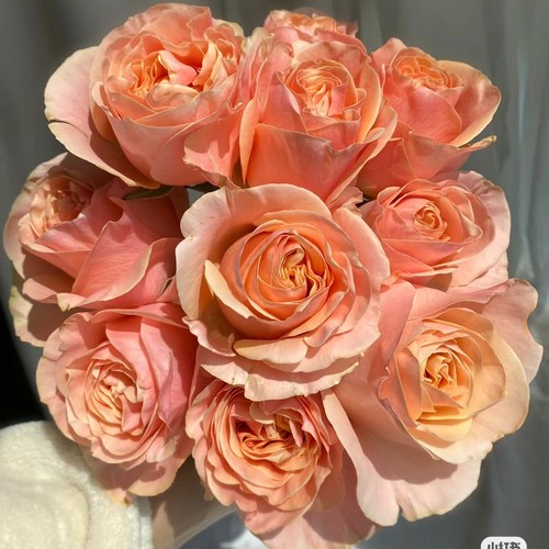 新品 夏日恋情 月季花苗 大花浓香切花玫瑰灌木阳台庭院盆栽