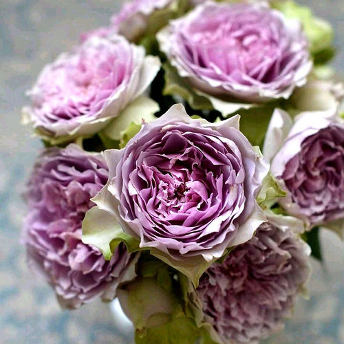 珠宝盒 /首饰盒 河本新品月季花苗灌木多季中香庭院花园盆栽花卉