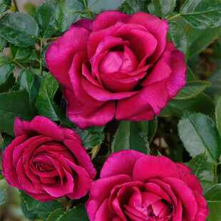 新品 波梅罗红酒/拉朗德·波美侯 月季花苗 灌木大花浓香戴尔巴德