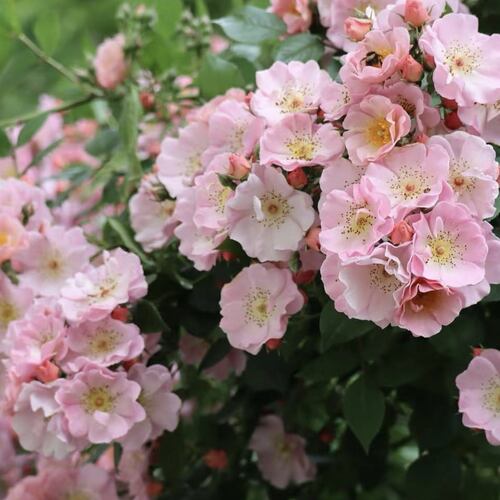 新品 卖花姑娘/卖花少女 月季花苗 单瓣多头勤花粉色小清新月季