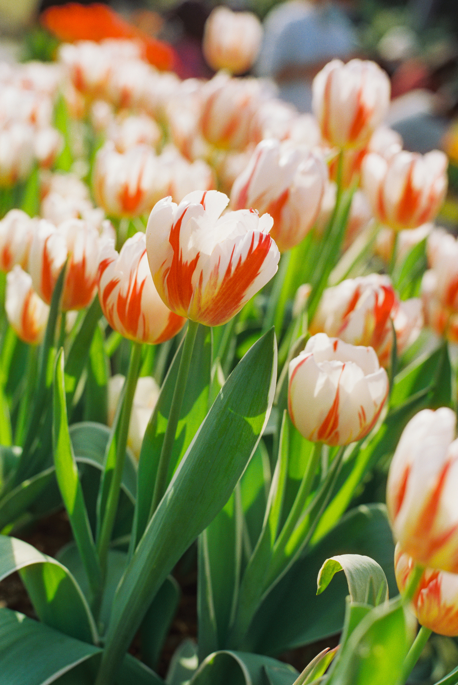 电影除碳卷100d 135菲林胶片c41冲洗36张彩色胶卷负片 2024年远期