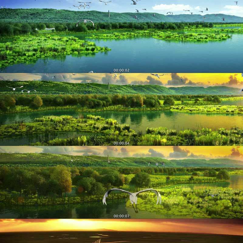 丹顶鹤 飞鸟 长途迁徙 自然风光 3d动画 三维漫游 宣传片视频素材