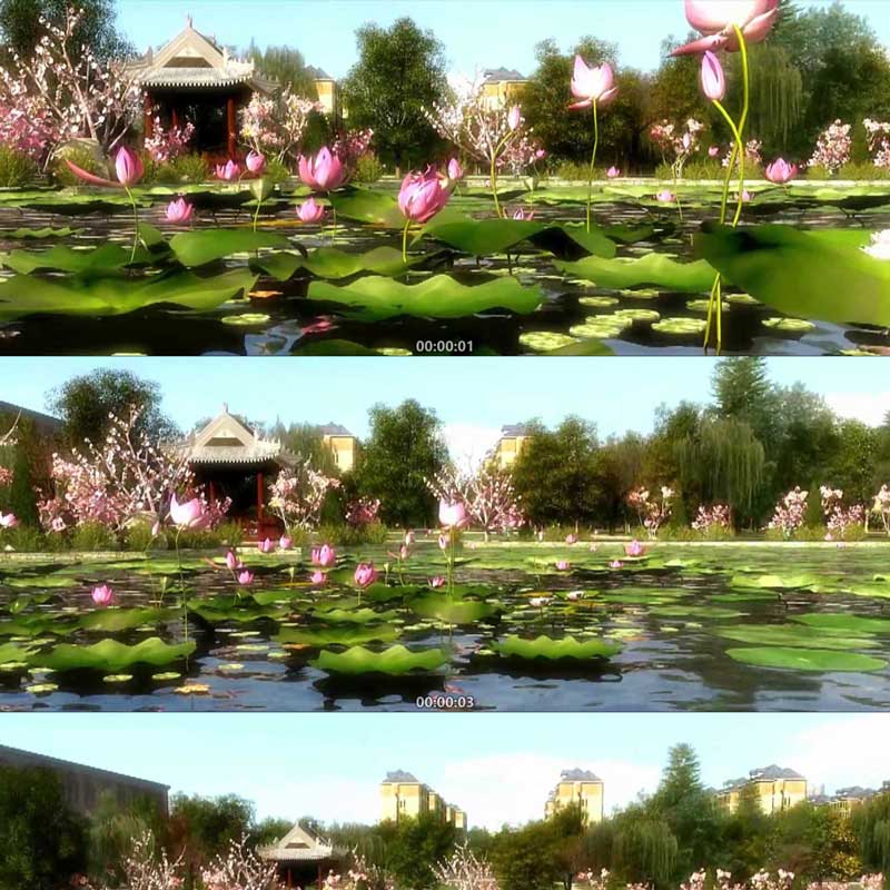 生态宜居城市 绿色城市 荷花荷塘荷叶 3D动画 三维建筑漫游宣传片