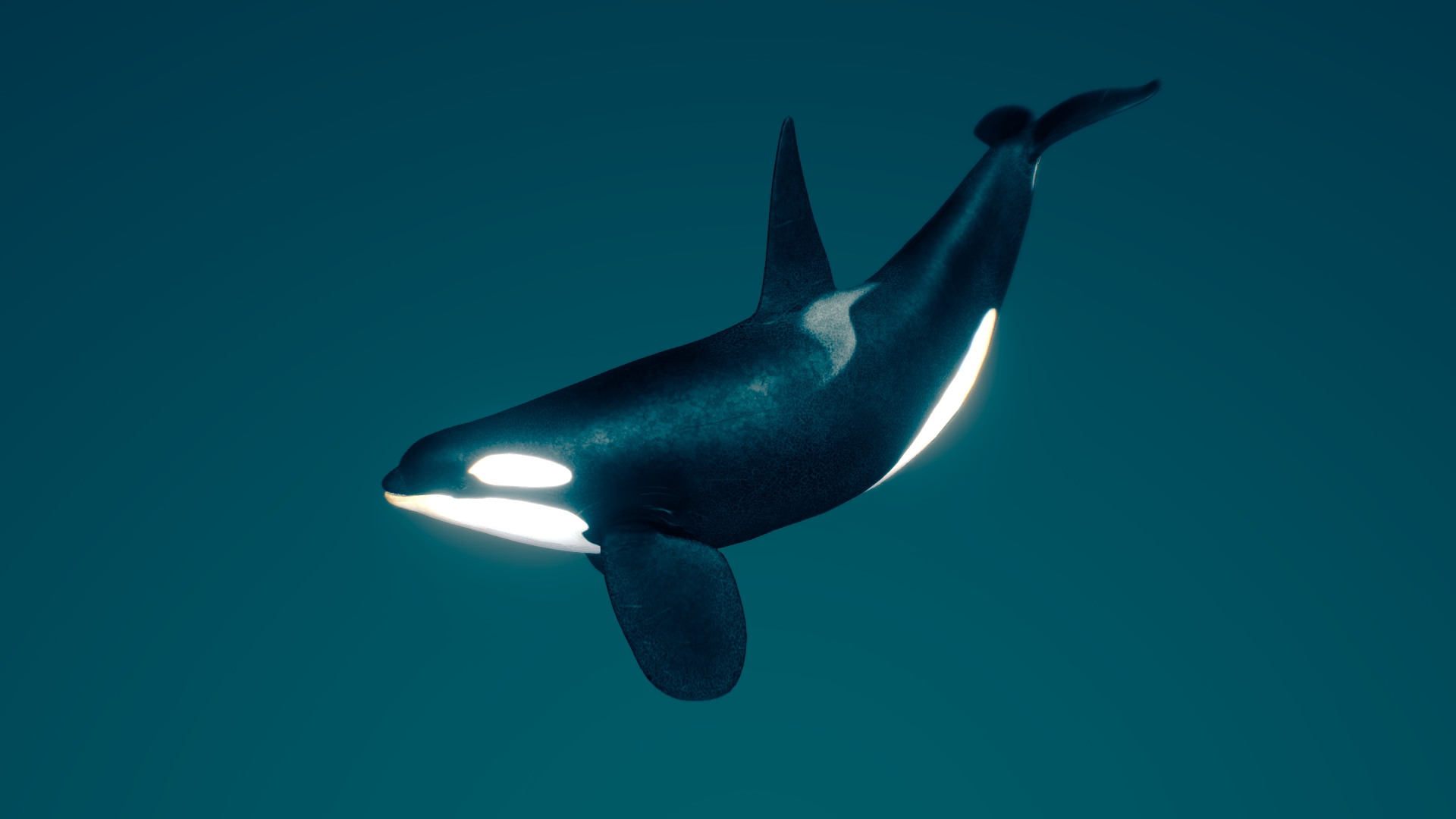 虎鲸模型 海洋动物 3d模型 三维 fbx模型 pbr写实模型 blender