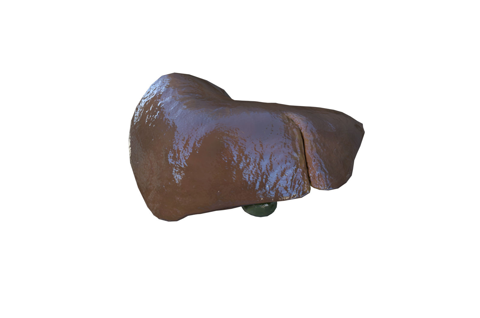 人体肝脏器官 医学解剖模型 3d三维模型 3dmax maya模型 fbx模型