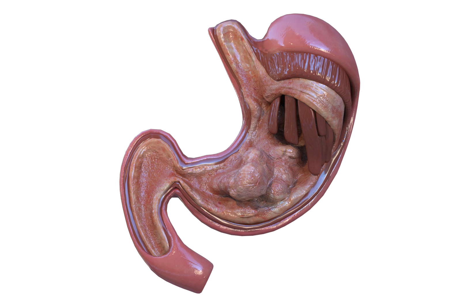 胃 肠胃 医学解剖模型 3d三维模型 3dmax c4d maya模型 fbx模型