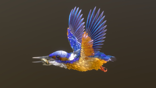 翠鸟模型 3D模型 三维模型 FBX模型 PBR写实模型 Blender