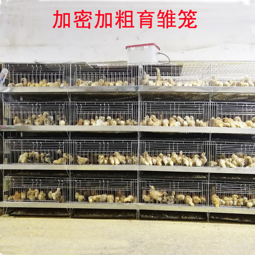 4层育雏小鸡笼立式镀锌