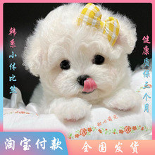 小体韩系比熊幼犬 纯种双血统飞耳立耳比熊活体 超小体长不大宠物