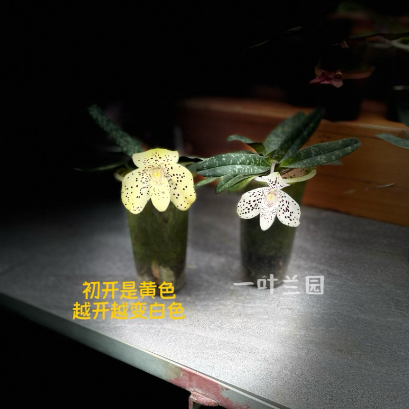 云南文山兜兰 兰科兜兰属图片