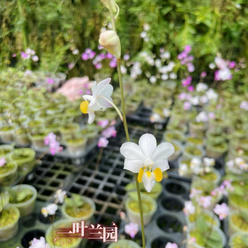 越南洋兰秋冬季精致小巧图片