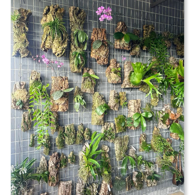 精品兰花一物一拍.
