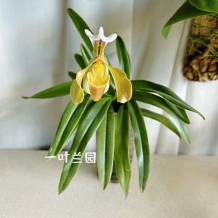 小叶格丽兜兰 花期秋冬季