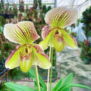 各种兜兰集合 一物一拍 大美人兜兰 绿肉饼兜兰 秀丽兜兰