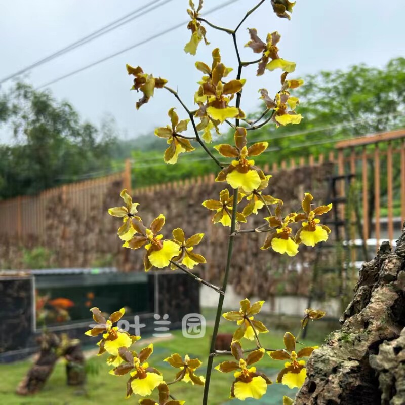 门神文心兰 学名：热带微风 巨型文心兰 浓香 花期 4-6月
