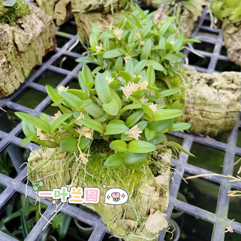 茉香石斛 稀有品种 洋兰石斛