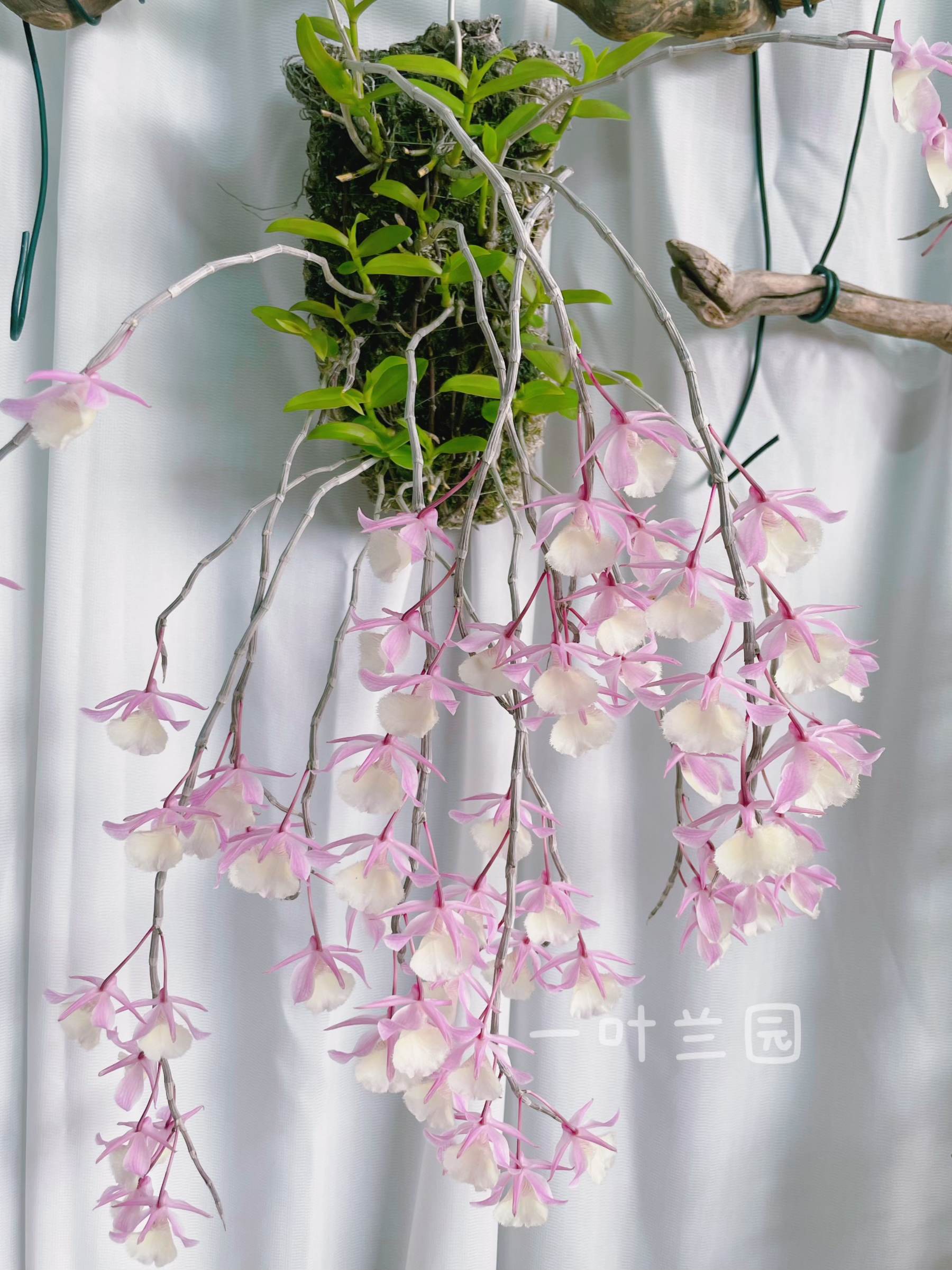 台湾樱花石斛 红天宫石斛兰 进阶品类高端石斛 春季3-4月开花