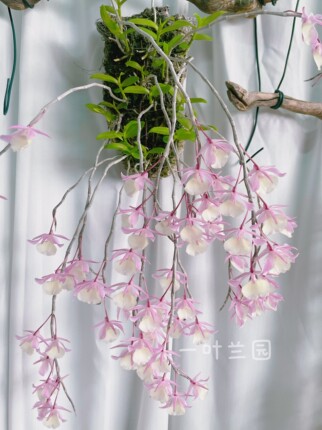 台湾樱花石斛 红天宫石斛兰 进阶品类高端石斛 春季3-4月开花