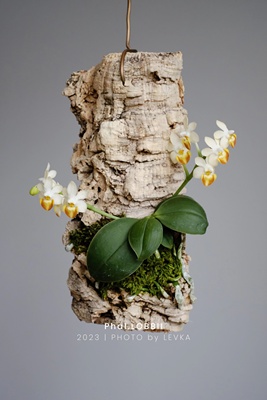 洋兰小白兔洛比蝴蝶兰带花苞