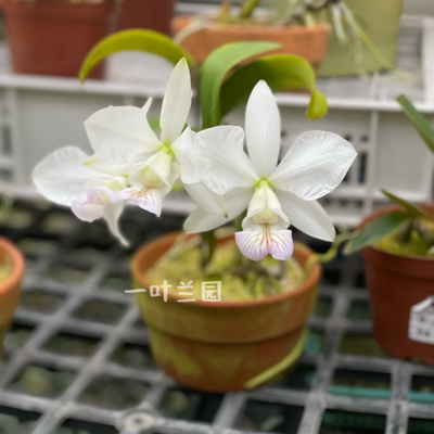 原生种卡特兰高端洋兰原种花友