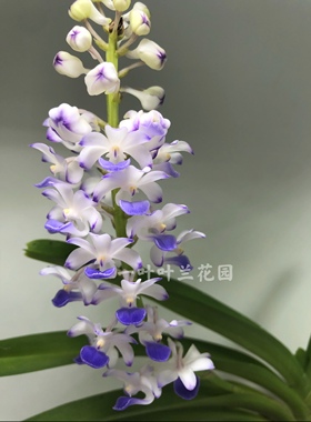 店主推荐 原生种立梗蓝狐 蓝紫色狐尾兰开花带浓香 阳台庭院花卉