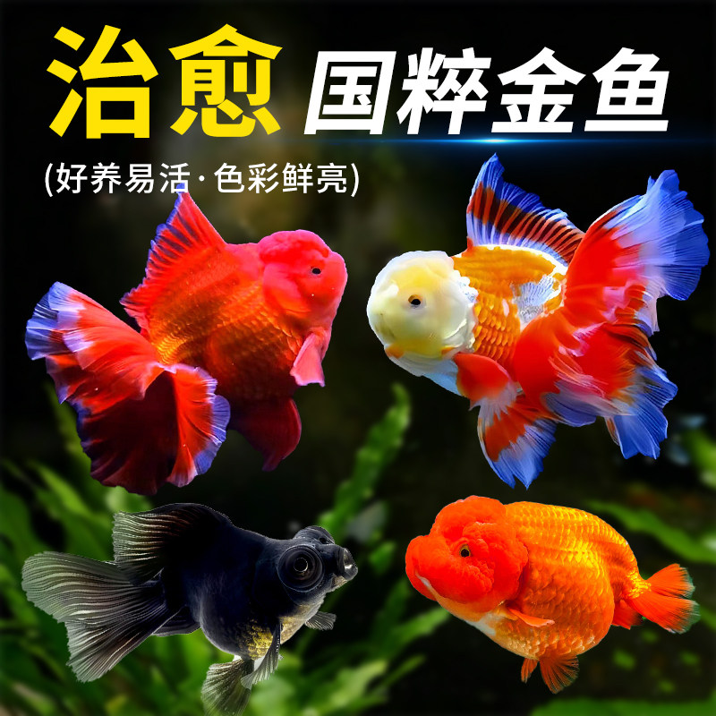 金鱼活鱼观赏鱼活体小金鱼冷水鱼好养耐活金鱼苗淡水鱼宠物鱼大型