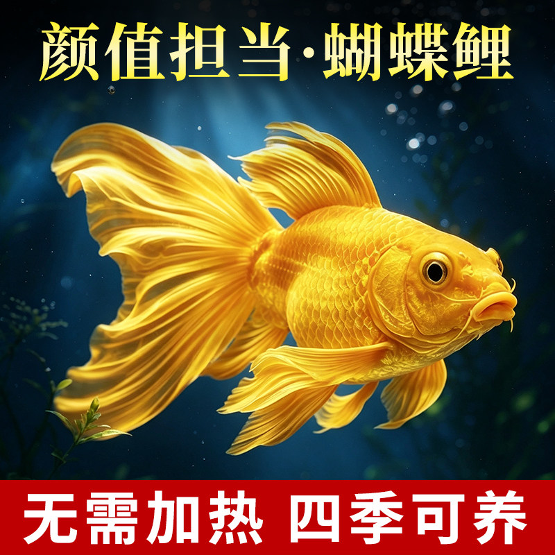 好养耐活短身冷水淡水广温观赏鱼